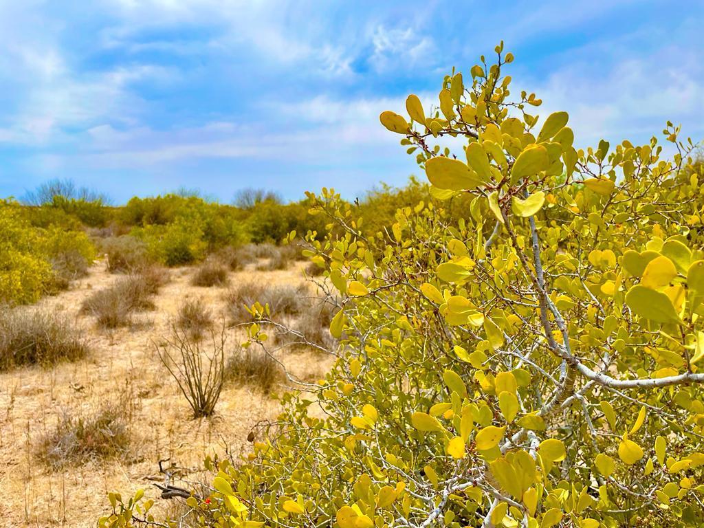 Rancho La Pintada